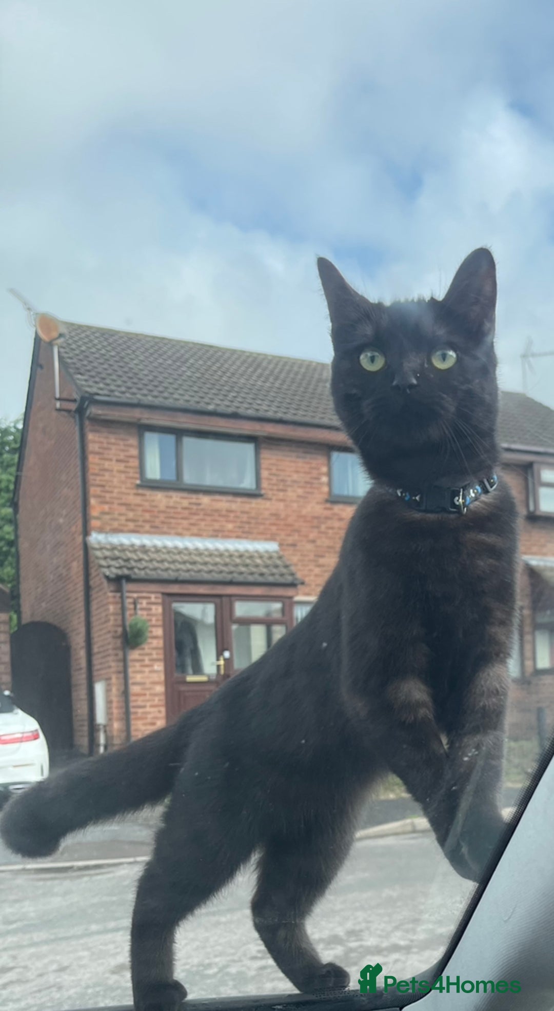 Mixed Breed cats for sale: 4 beautiful kittens ready now  - Advert 6