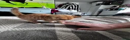 Mixed Breed cats for sale: 1rate ginger female 2 beautiful tabby boys - Advert 13