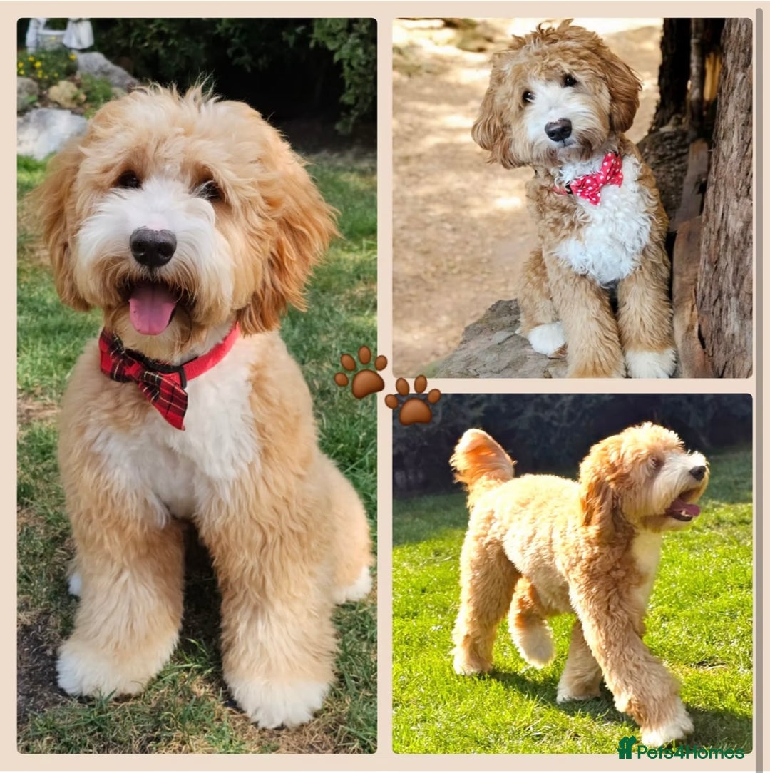 Mixed Breed dogs for sale: Australian double doodles  - Advert 5