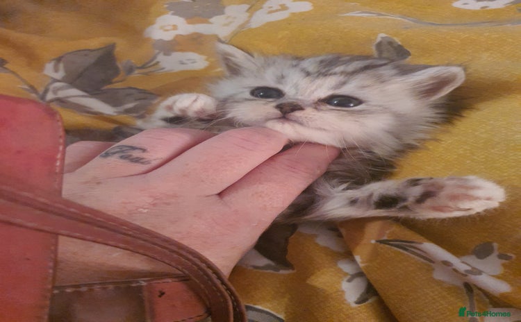 Persian cats - Advert 6