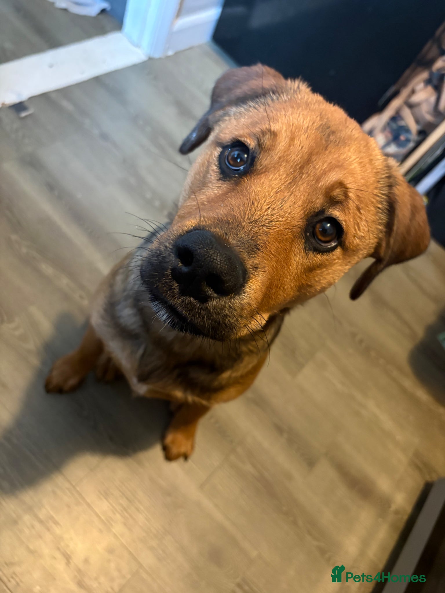 Mixed Breed dogs for sale: Skye our Rottweiler mixed female puppy - Advert 7