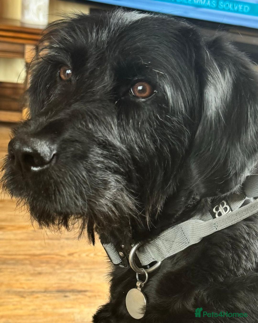 Double Doodle dogs for sale: Coming soon - Double Doodle puppies  - Advert 2