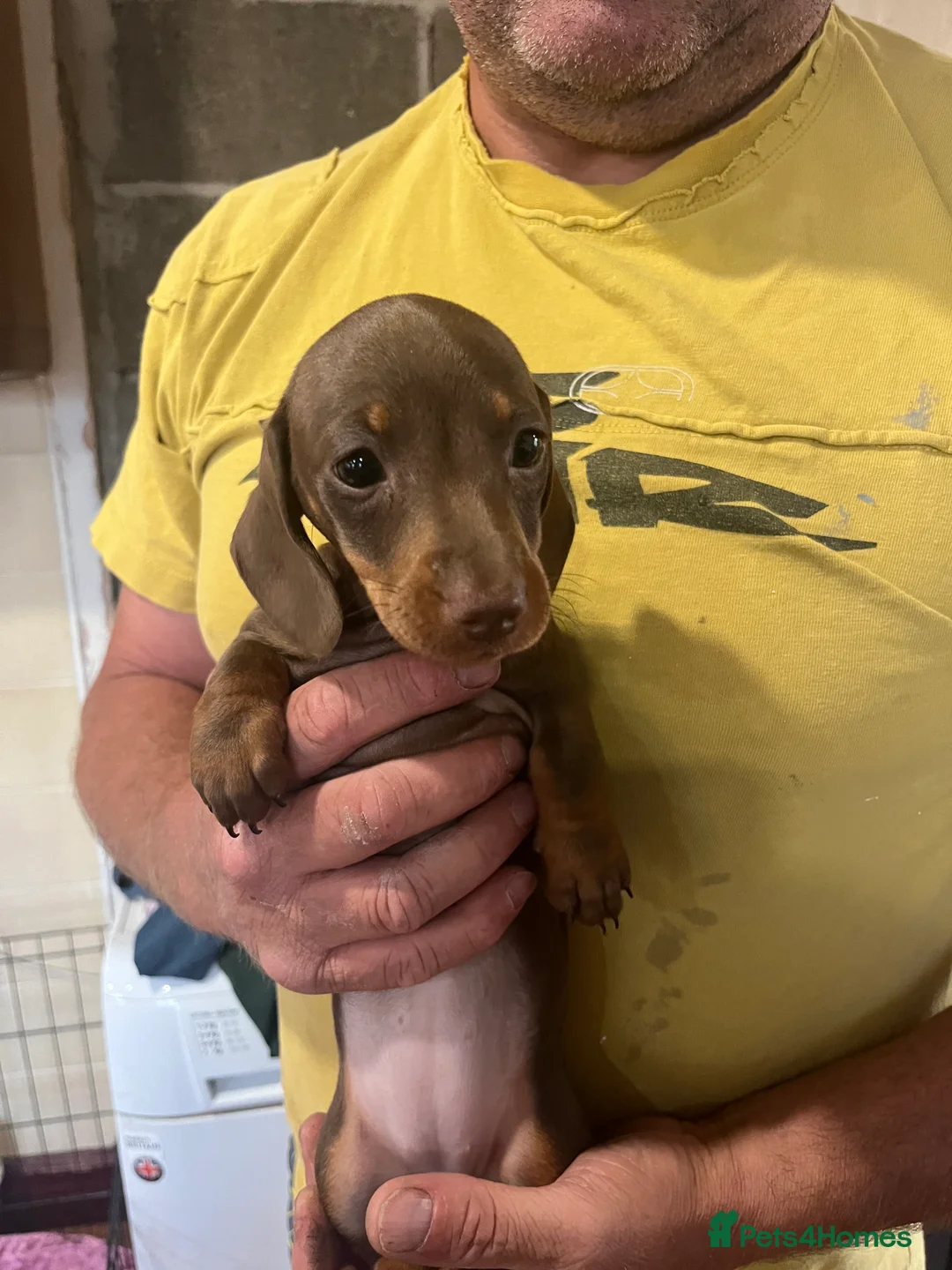 Miniature Dachshund dogs for sale: REDUCED KC Miniature dachshund READY TO LEAVE  - Advert 2
