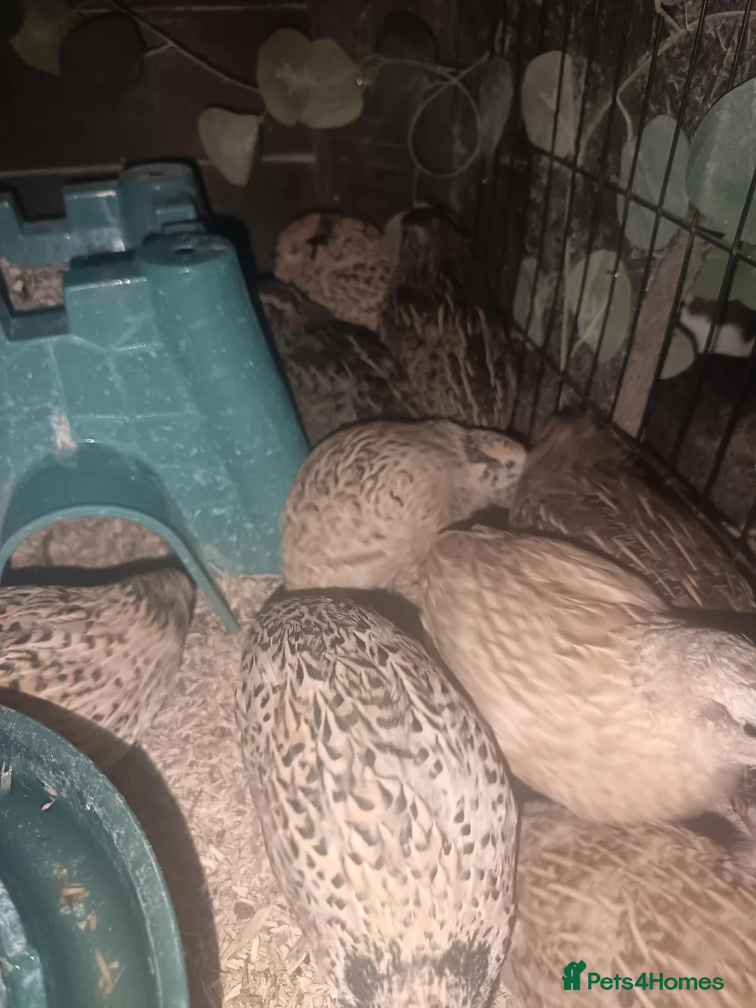Quail poultry for sale: Female quail for sale  - Advert 7
