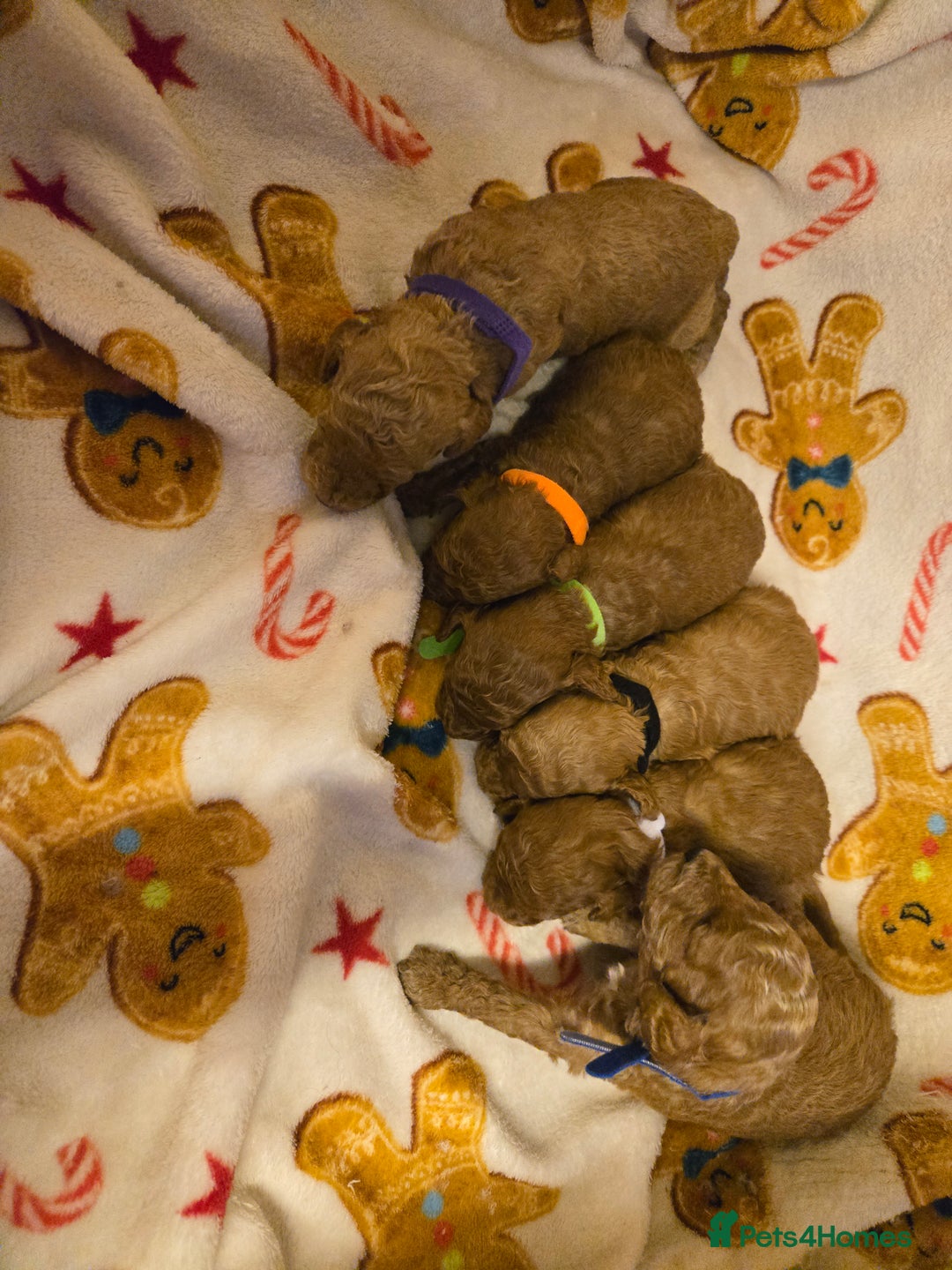 Toy Poodle dogs for sale:  Red toy poodles  - Advert 6