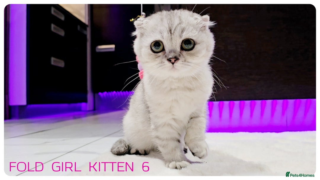 Scottish Fold cats for sale: SCOTTISH FOLD KITTENS (DELIVERY  AVAILABLE) - Image 19