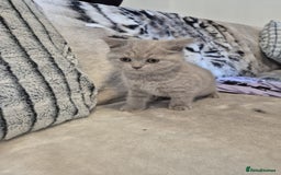 British Shorthair cats for sale: 2 Beautiful British Short Hair kittens - Image 8