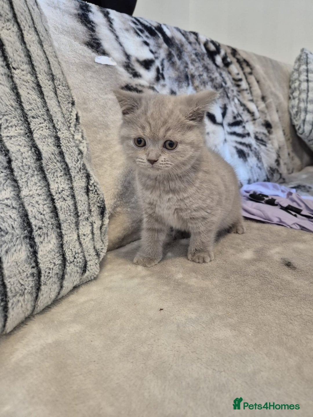 British Shorthair cats for sale: 2 Beautiful British Short Hair kittens - Image 8