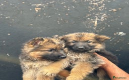 Mixed Breed dogs for sale: Long Coat German Shepherd Puppies for Sale - Image 11