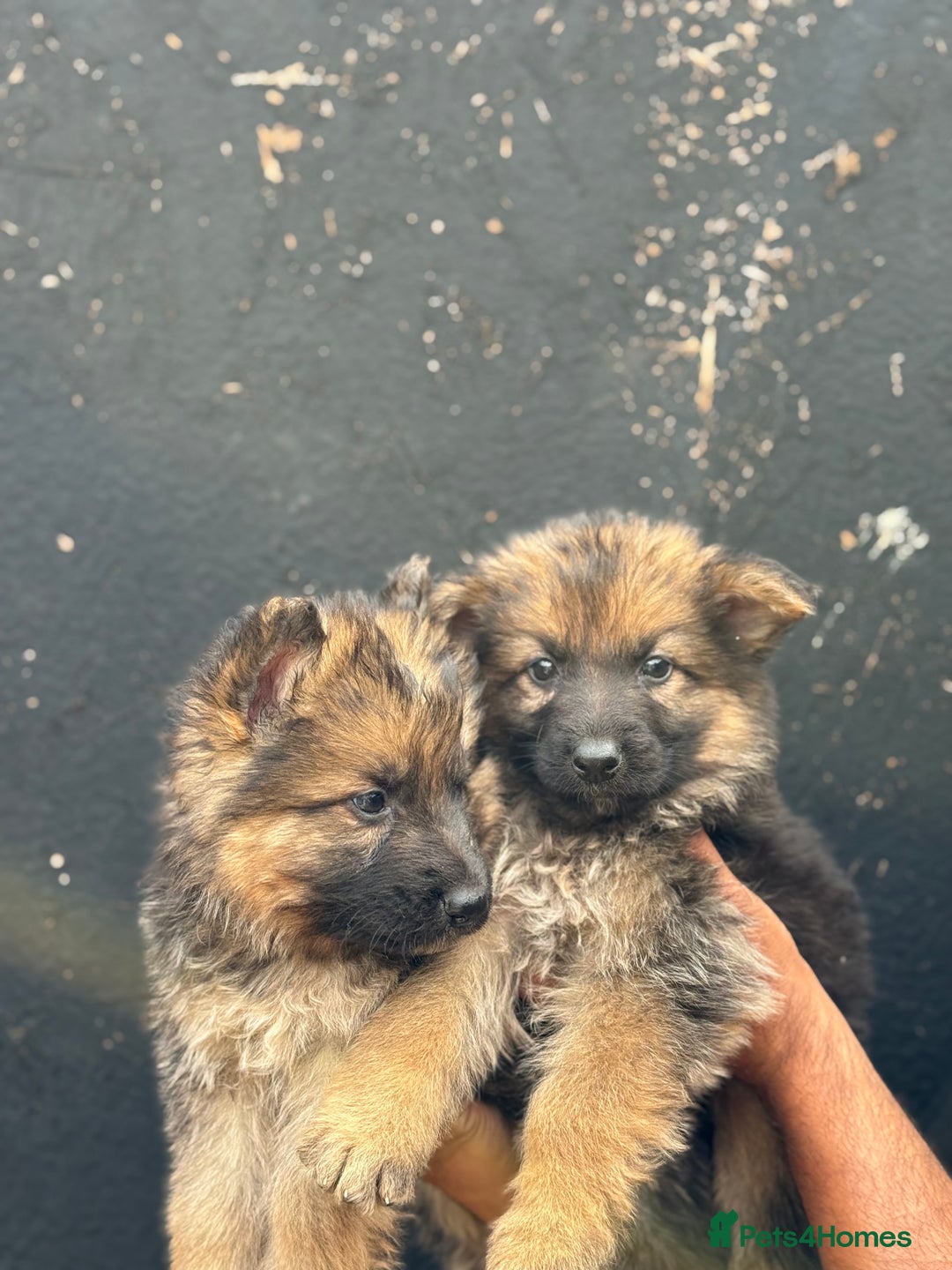 Mixed Breed dogs for sale: Long Coat German Shepherd Puppies for Sale - Image 11