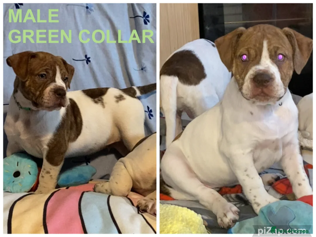 Alapaha Blue Blood Bulldog dogs for sale: 4 left absolute quality - Advert 6