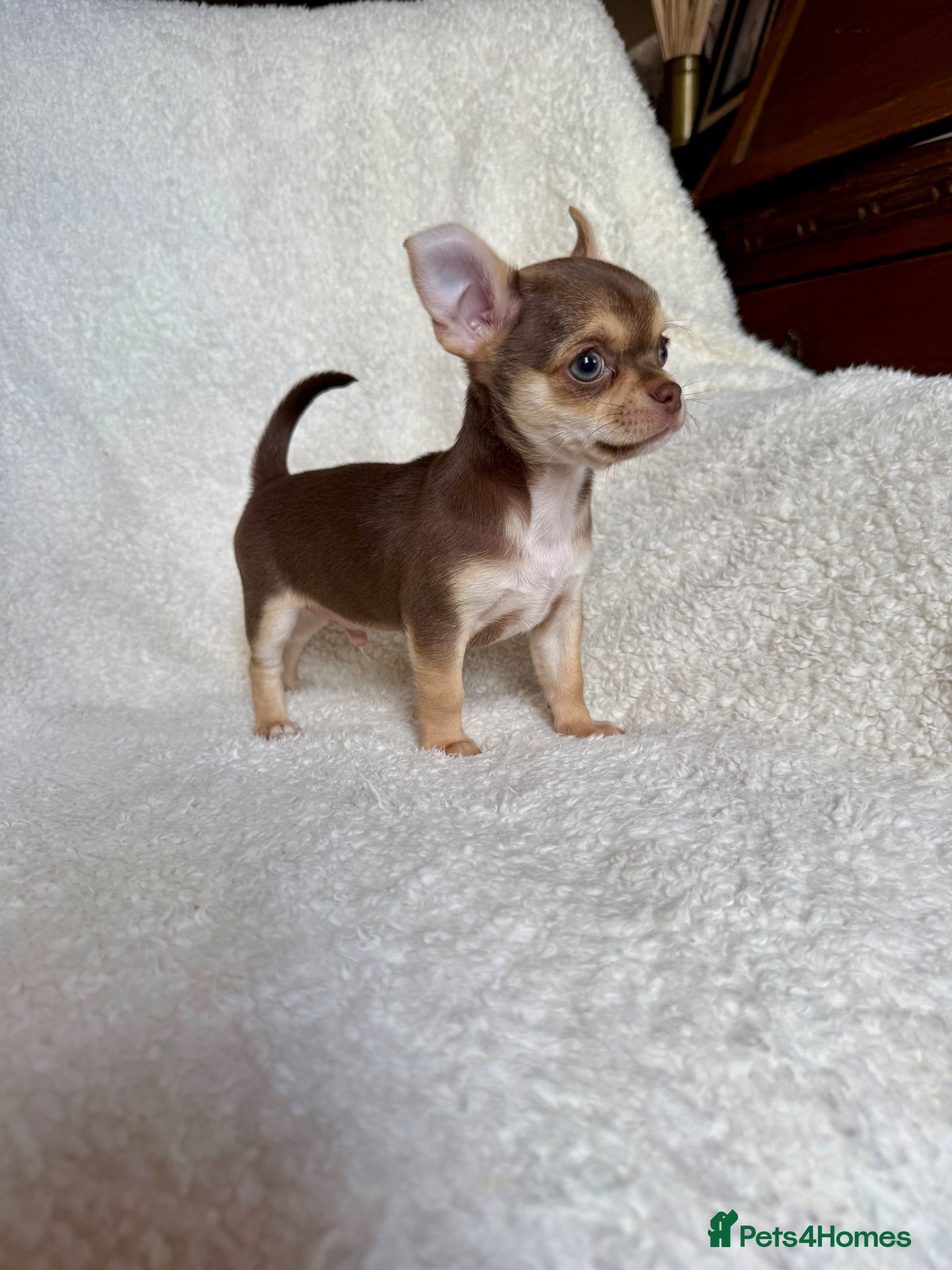 Chihuahua dogs Oh Boy! Our Kev Bear is re available 🩵🐾 - Advert 11