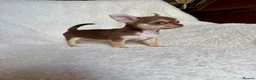 Chihuahua dogs for sale: All puppies sold 🩵🐾 - Advert 2