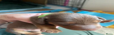 Miniature Dachshund Puppy 4