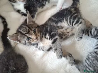 Mixed Breed cats Kittens - Advert 9