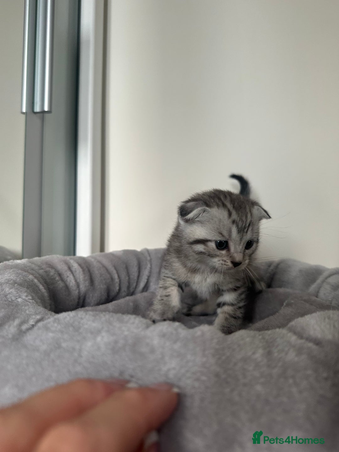 Scottish Fold cats for sale: Adorable playful scottish fold kittens  - Image 5