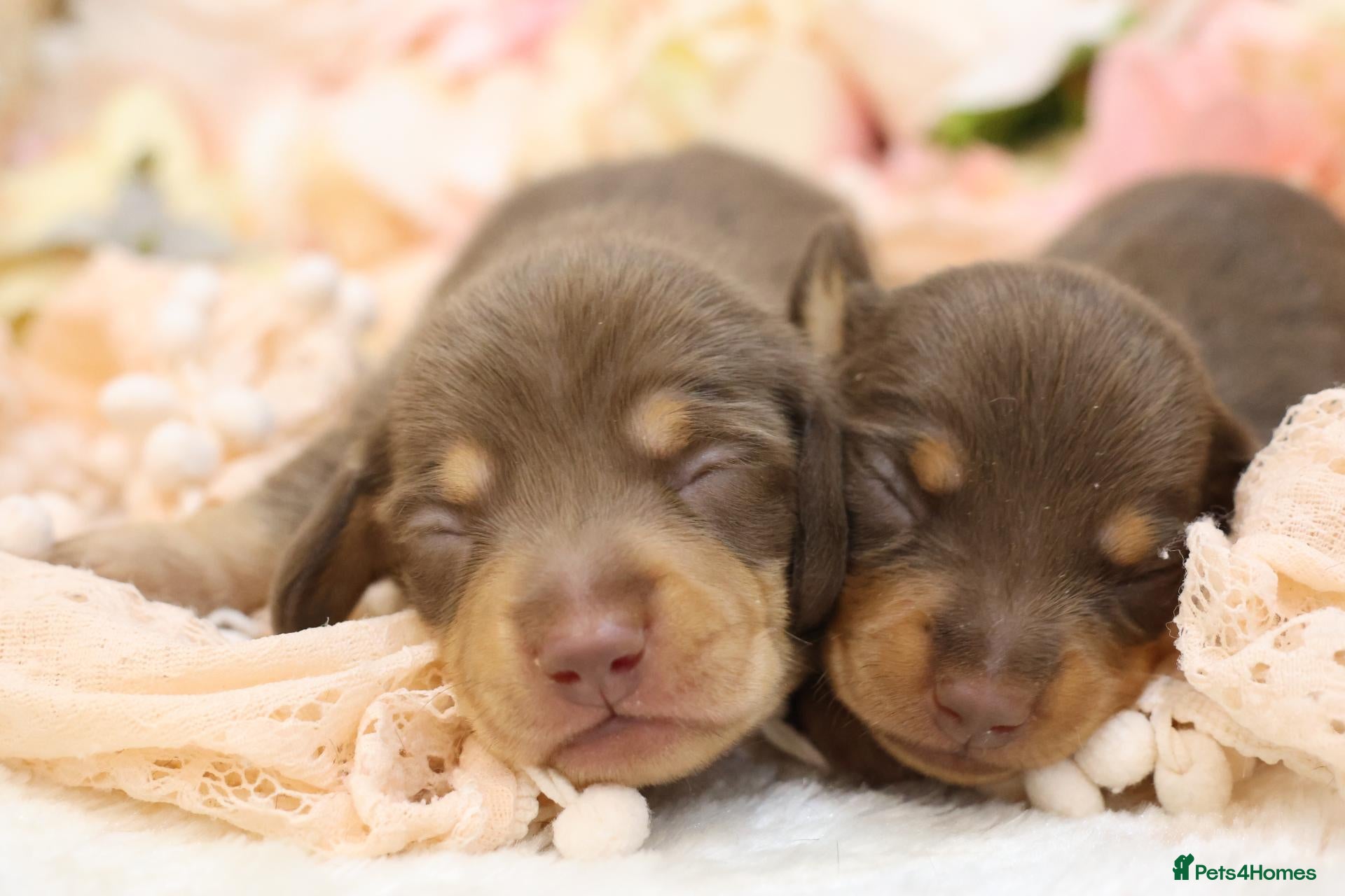 Miniature Dachshund dogs KC Registered Miniature Dachshund Puppies - Advert 2