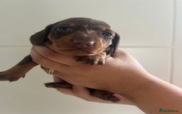 Miniature Dachshund dogs for sale: Champion line miniature Dachshunds KCREG PRACLEAR  - Image 32
