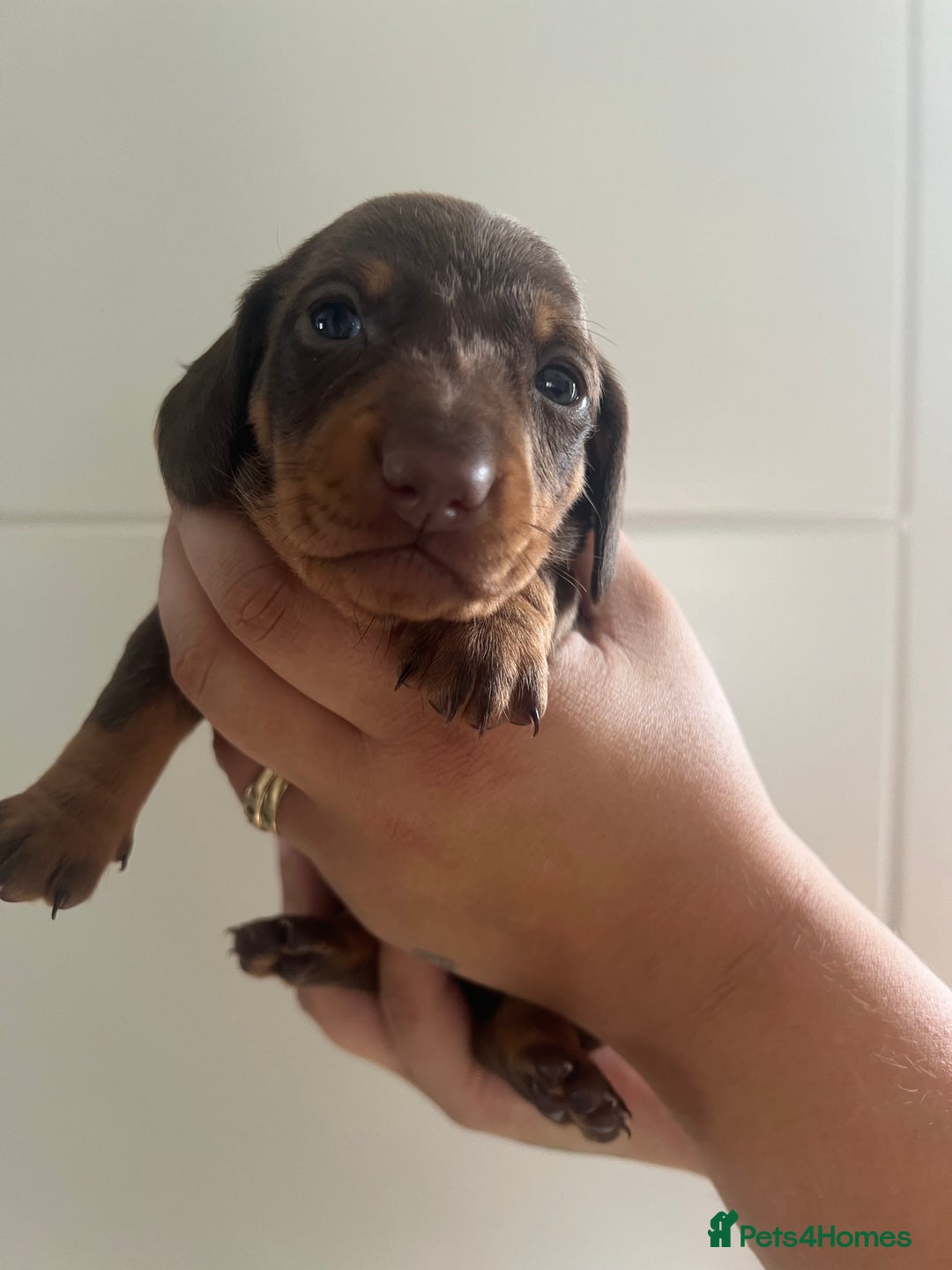 Miniature Dachshund dogs for sale: Champion line miniature Dachshunds KCREG PRACLEAR  - Image 32
