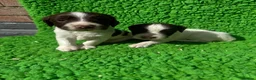 English Springer Spaniel dogs for sale: Exceptional ESS pups from tested working parents  - Advert 11
