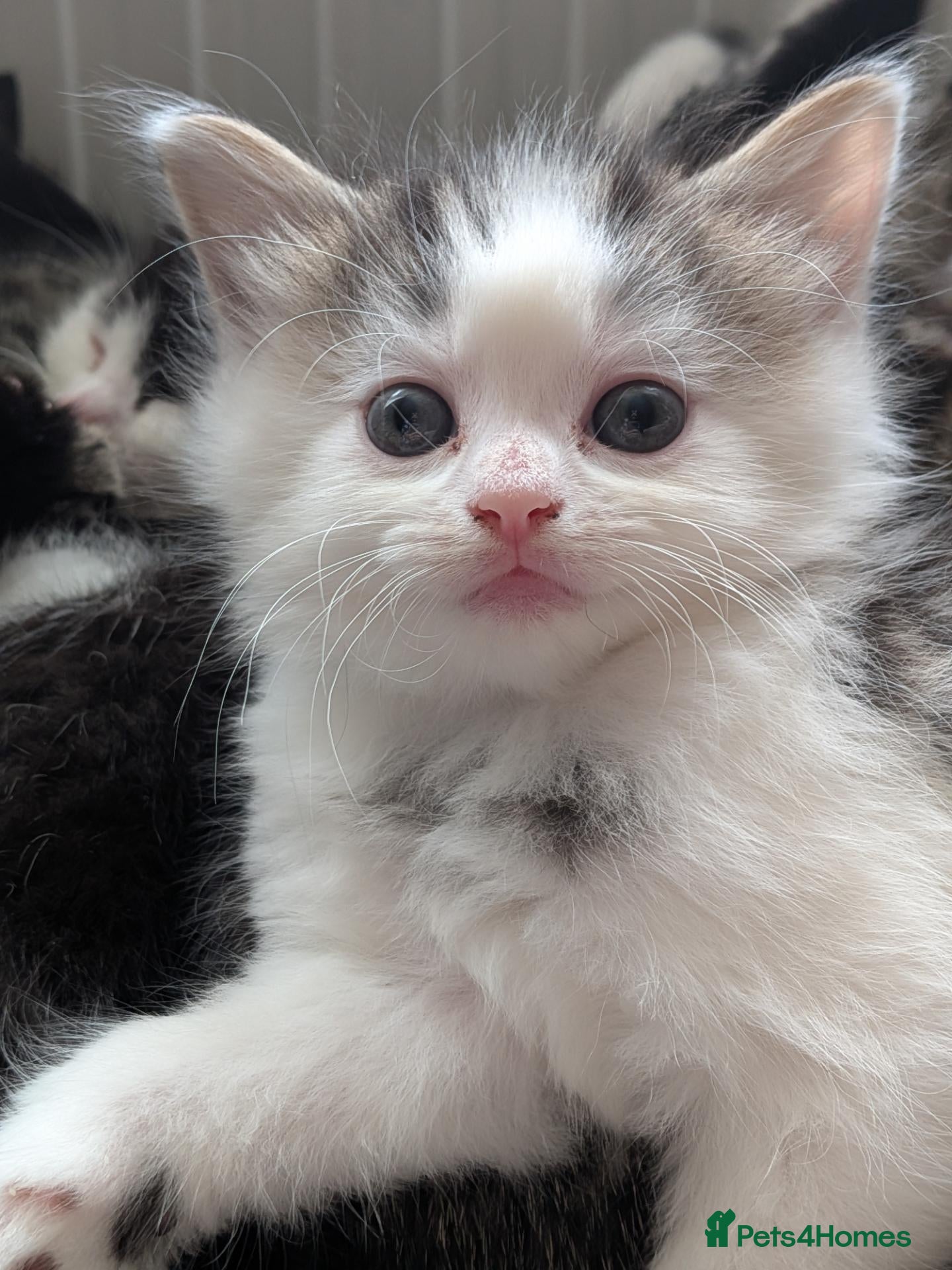 Mixed Breed cats Fluffy grey and white tabby boy  - Advert 2