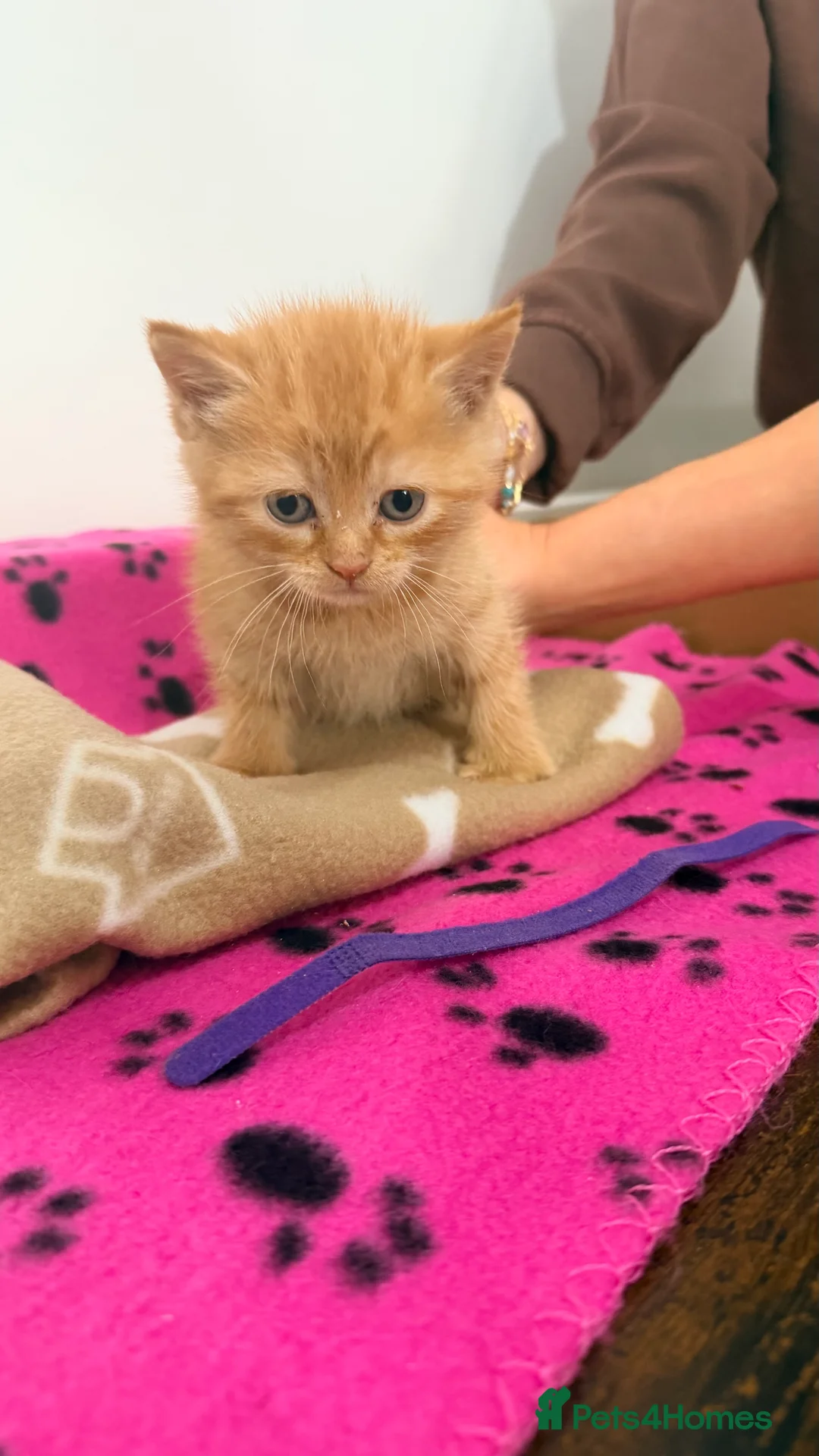 Domestic Shorthair cats for sale: Ginger Kitten for sale - Advert 1