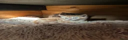 Mixed Breed cats for sale: 2 Bengal/Norwegian forest Kittens  - Advert 11