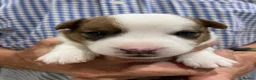 Jack Russell dogs for sale: 5 beautiful Jack Russell pups  in Whitchurch - Advert 8