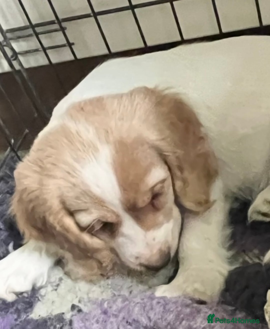 Cocker Spaniel dogs for sale: Working Cocker Spaniels - Advert 19