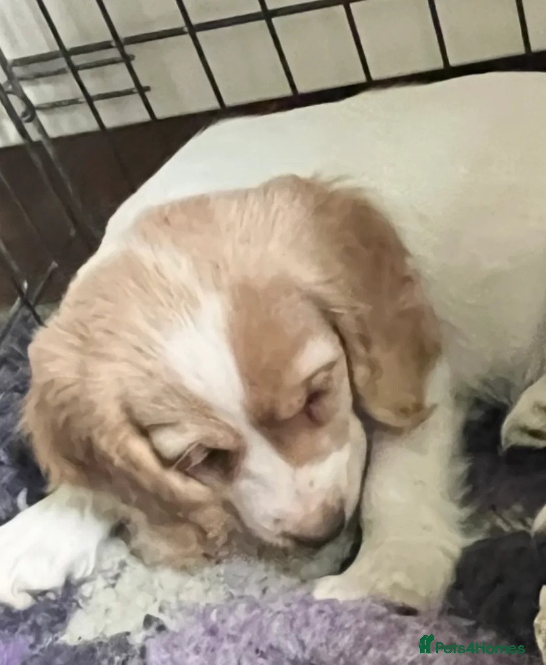 Cocker Spaniel dogs for sale: Working Cocker Spaniels - Advert 21