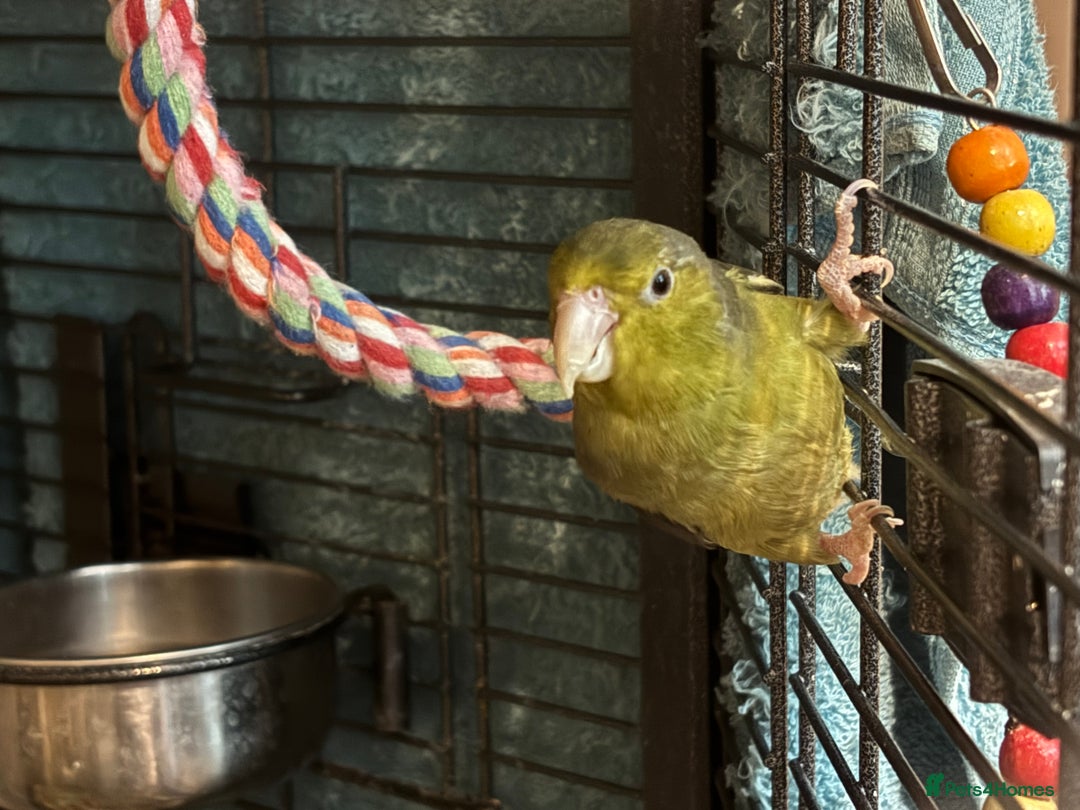Cockatiels birds for sale: Eight birds for sale and 3 large cages £810 - Image 20
