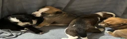 Mixed Breed dogs for sale: 🐾 Beautiful Mixed Breed Puppies ⭐ - Advert 9