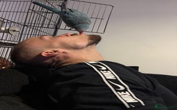 Parrots birds for sale: Pair dna sexed quaker parrots - Image 5