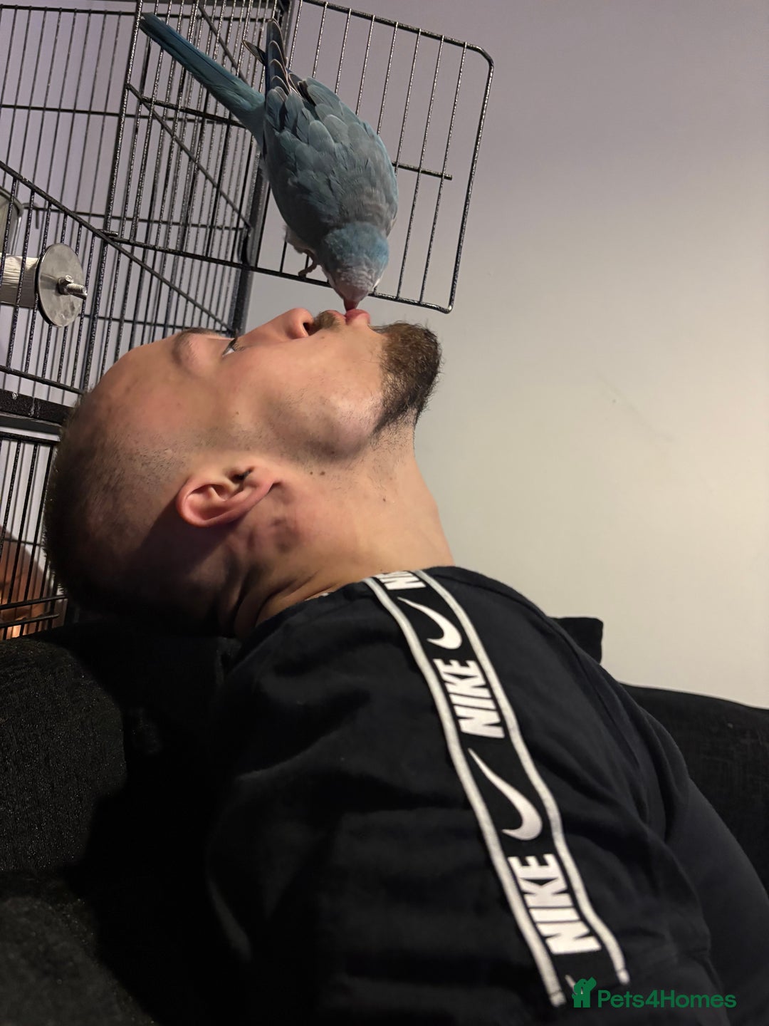 Parrots birds for sale: Pair dna sexed quaker parrots - Image 5