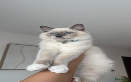 Ragdoll cats for sale: Beautiful Ragdoll kitten looking for loving home  - Image 5
