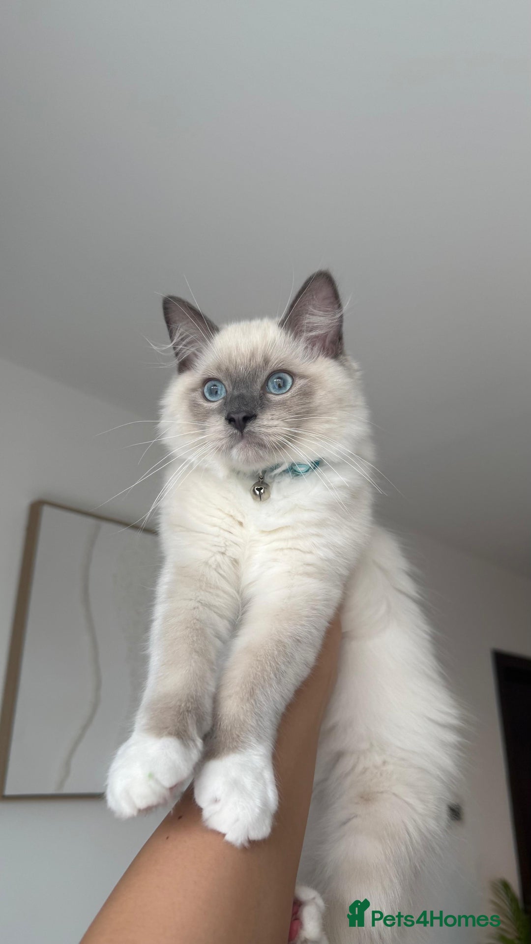 Ragdoll cats for sale: Beautiful Ragdoll kitten looking for loving home  - Image 5