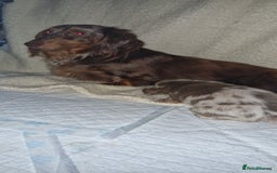 Miniature Dachshund dogs for sale: Longhaired miniature dachshunds  - Image 19
