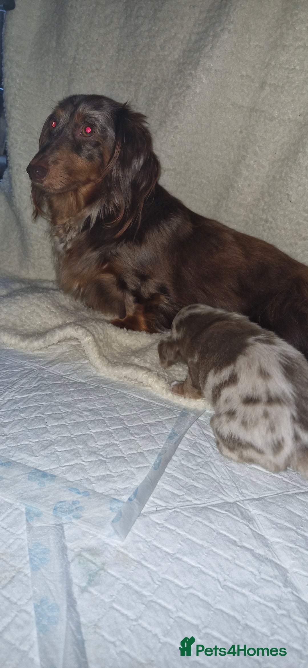 Miniature Dachshund dogs for sale: Longhaired miniature dachshunds  - Image 19