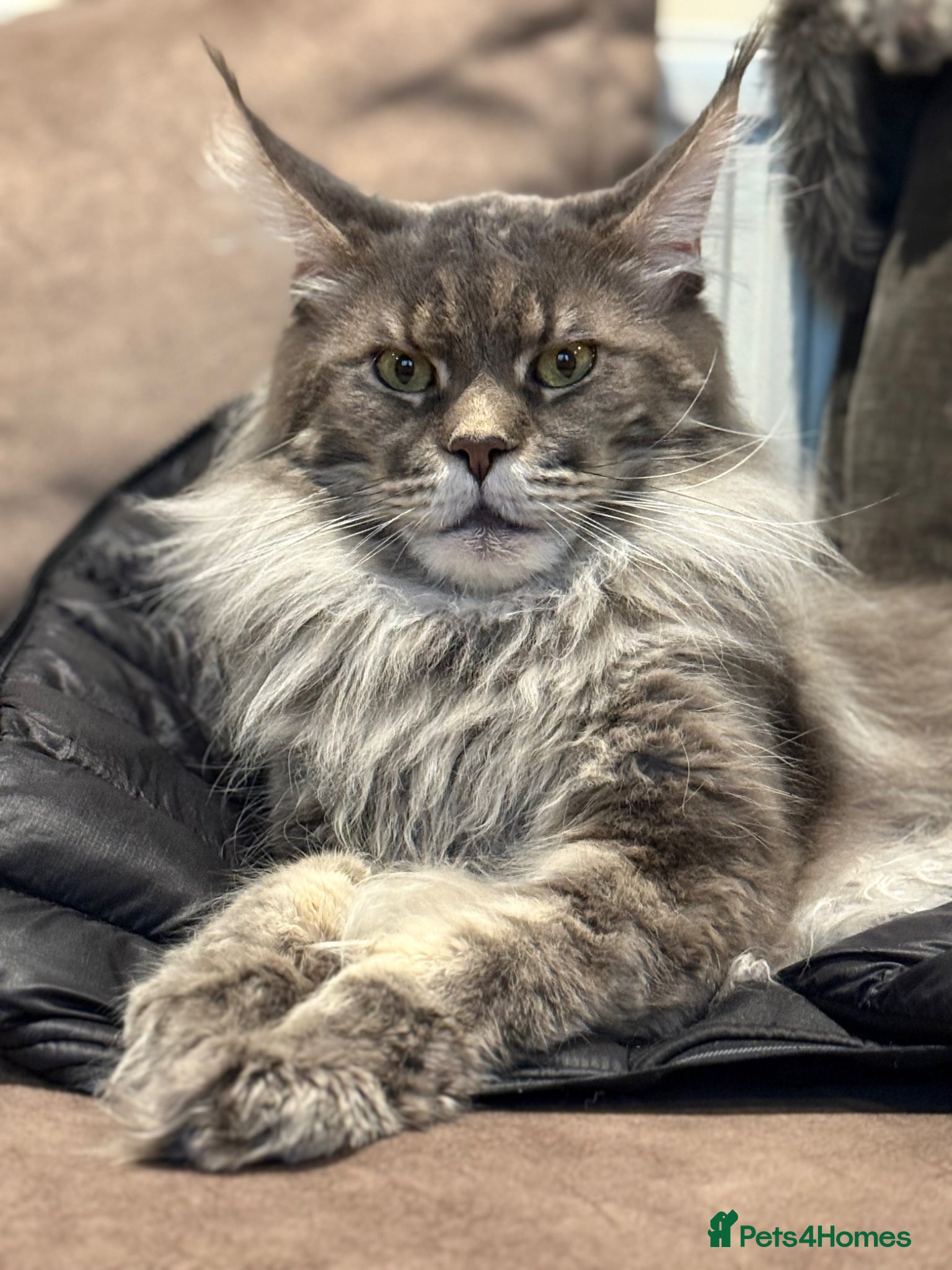 Maine Coon cats XL Russian Cubs 💙 - Advert 2