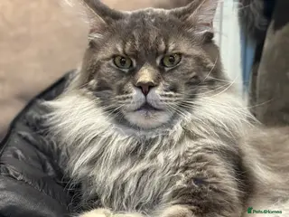 Maine Coon cats XL Russian Cubs 💙 - Advert 2