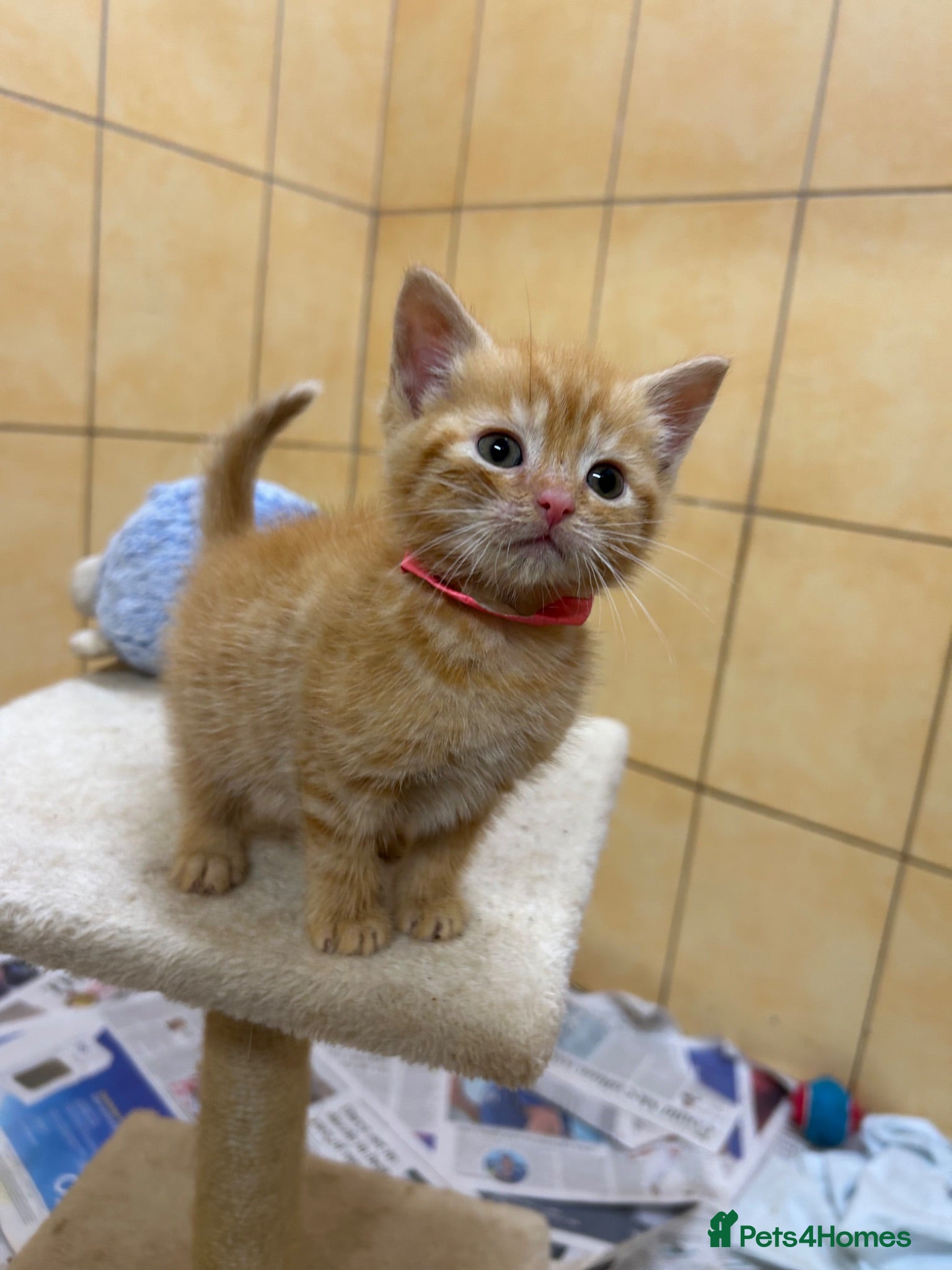 Mixed Breed cats Female Pure Ginger Mackerel short hair  Tabby - Advert 1