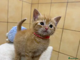 Mixed Breed cats Female Pure Ginger Mackerel short hair Tabby - Advert 1