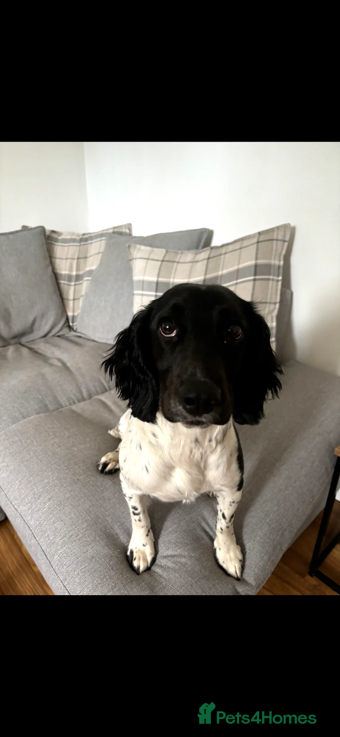 Sprocker dogs for sale: Sprocker spaniel bitch  - Advert 1