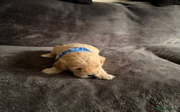 Cockapoo dogs for sale: 3 beautiful boys  - Image 2