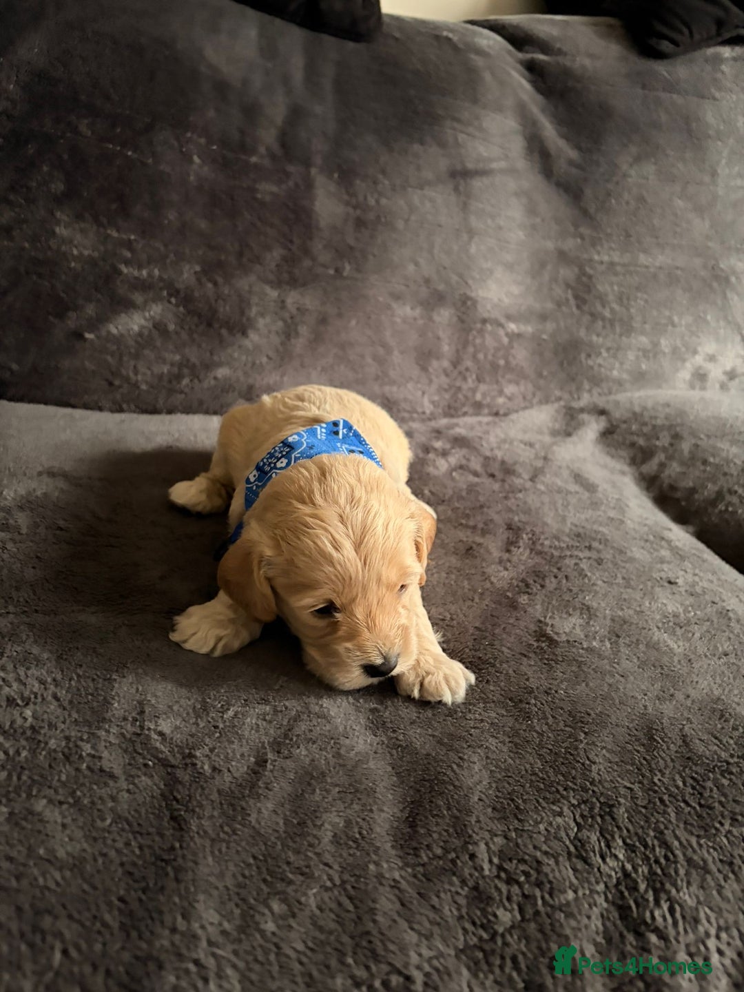 Cockapoo dogs for sale: 3 beautiful boys  - Image 2