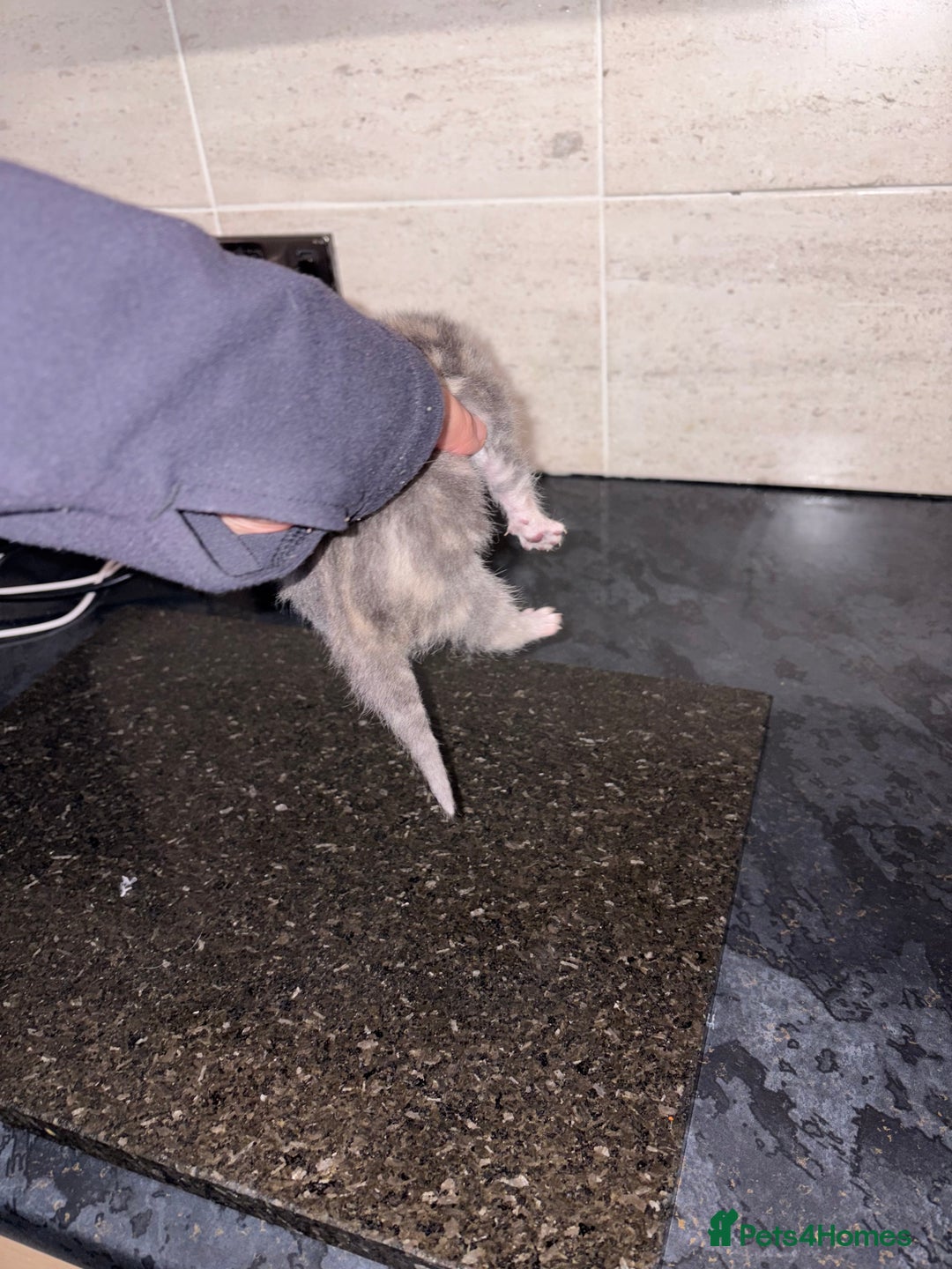 Bengal cats for sale: Bengal mixed Tabby - Advert 23