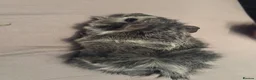 Guinea Pig rodents for sale: Guinea pig boars - Advert 5
