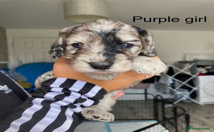 Cockapoo dogs - Advert 4