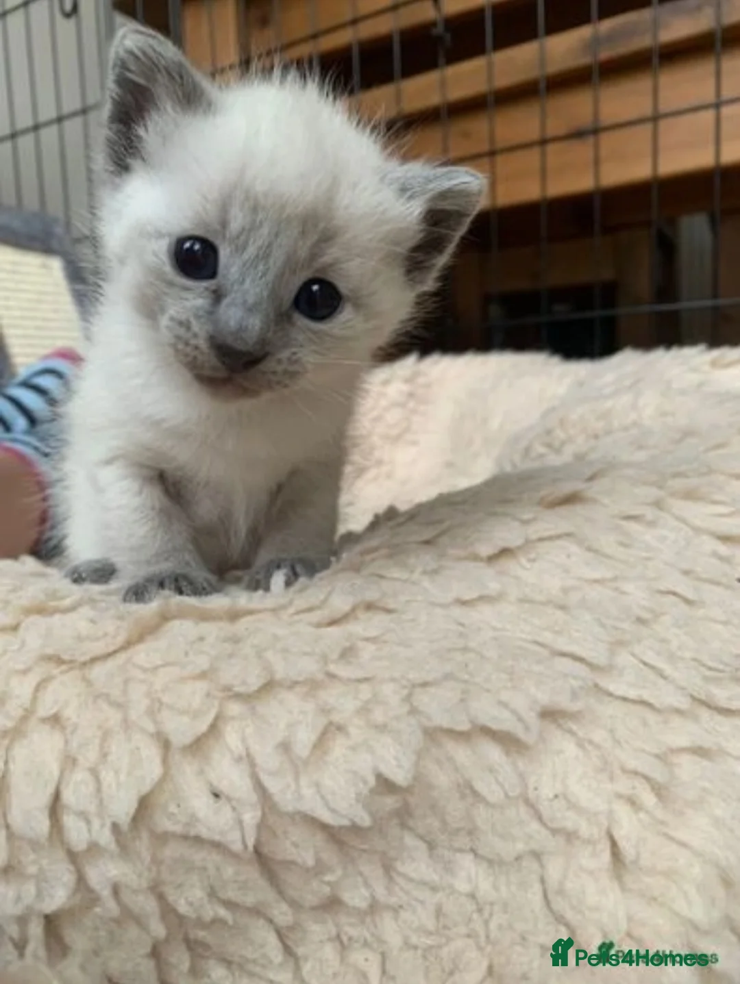 Ragdoll cats for stud: Stud Muffin in Ilkeston - Advert 33