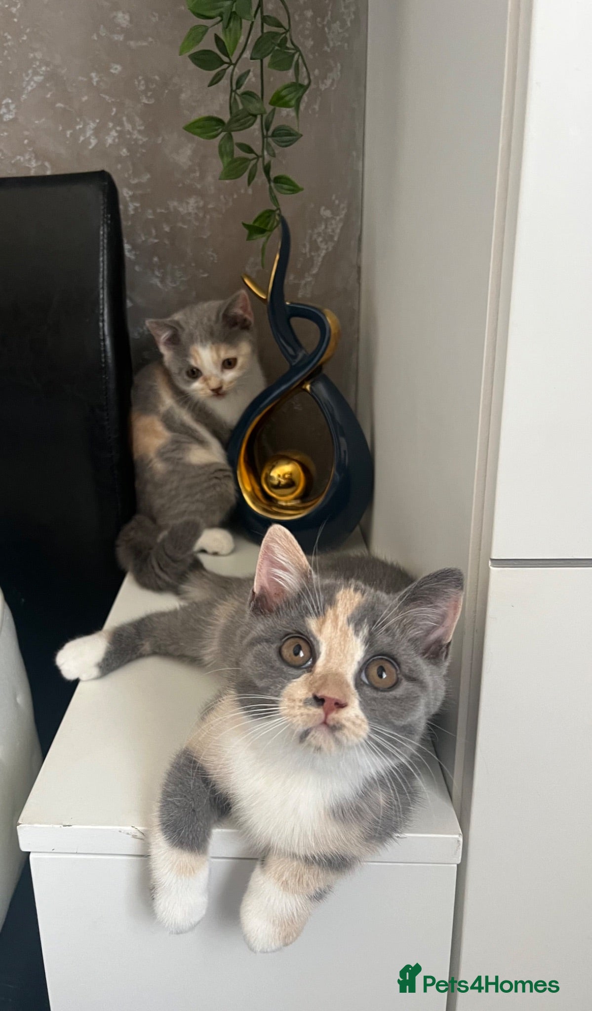 British Shorthair cats Registered Ready to go  British Shorthair  - Advert 14